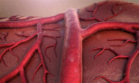 Perfect Human Blood Vessels Grown In Petri Dish Drug Target Review