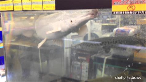 Million to billion converter to convert million to billion and vice versa. 2,5 million Yen Albino Alligator Gar in Our Supermarket ...