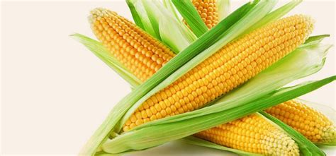 Corn oil has vitamin e and antioxidants that prevent free radical damage. Health Benefits of Sweet Corn