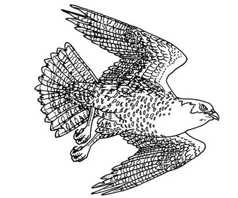 I'm going to wet sand those areas with 1500 grit and then use rubbing compound on a dual action sander. Falcon Coloring Pages | Coloring Page Blog
