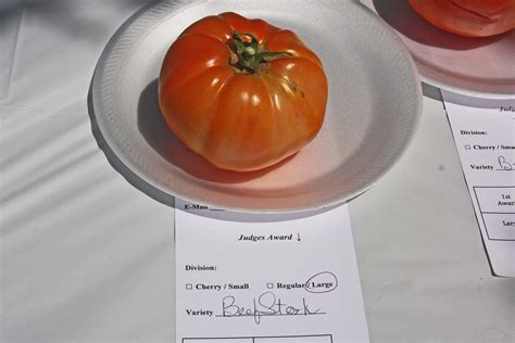 Plantanswers Plant Answers Tomato Contest 2016