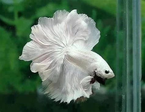 The type of water you put in your betta fish's tank can have a major impact on their health. Do Betta Fish Need a Heater and Filter in Their Tank ...