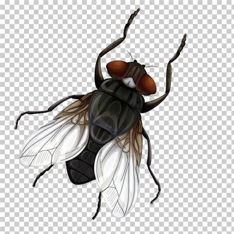 Download High Quality Fly Clipart Brown Transparent Png Images Art