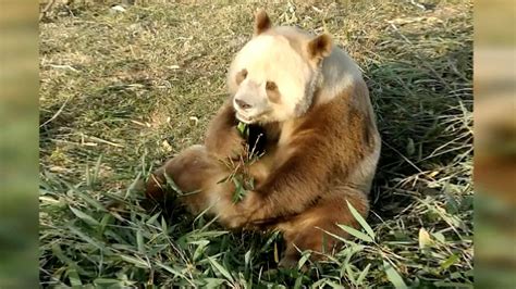 A Rare Brown Wild Giant Panda Was Recently Spotted By An Infrared