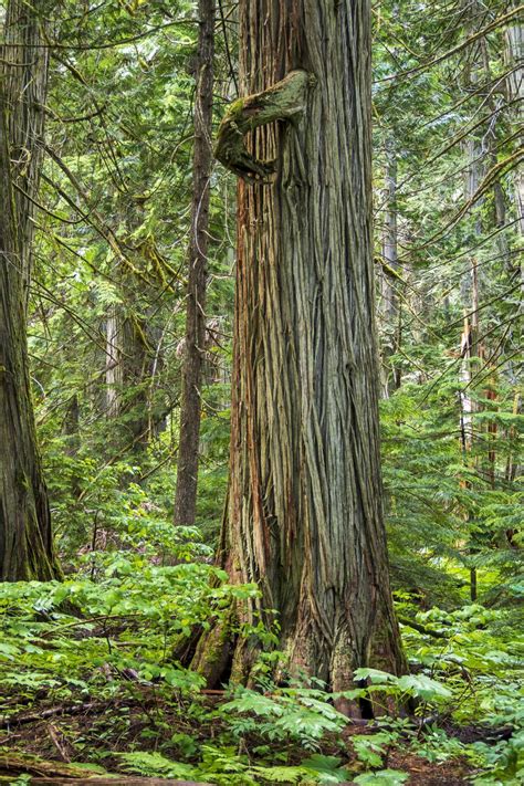 Free Stock Photo Of Old Growth Forest Cedar Download Free Images And