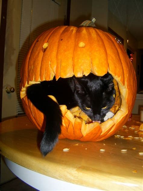 They provide a good amount of nutritional value to cat diet. 2197 best Halloween Cats images on Pinterest | Happy ...