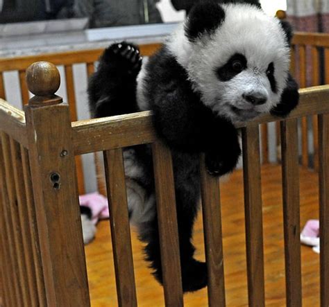 15 Amazing Sweet Pictures Of Cute Baby Giant Panda Bear Reckon Talk