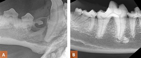 Interpretation Of Dental Radiographs In Dogs And Cats Part 2 Normal