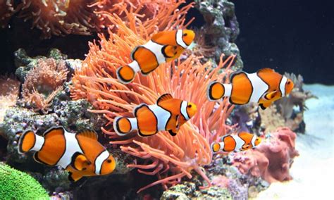 Home Downloads Vollversion Coral Reef Aquarium 3d