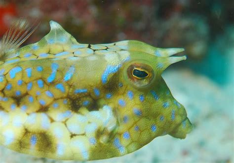 Penyebabnya, ketiganya mengonsumsi ikan buntal yang dikenal beracun. IKAN BUNTAL ~ MERAHMATA FISHING