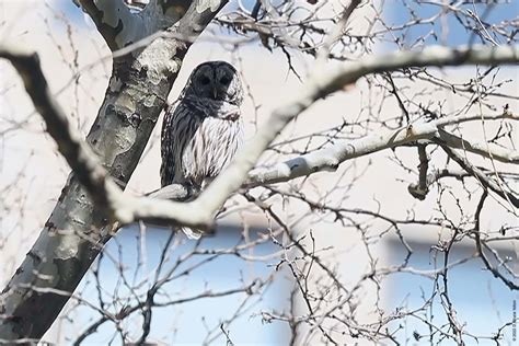 Bryant Park Barred Owl Urban Hawks