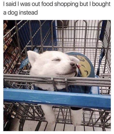 And Now Am Actually Shopping But Just For Dog Food Rmemes