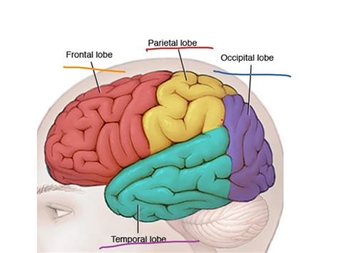 Showme Lobes Of The Brains And Their Functions