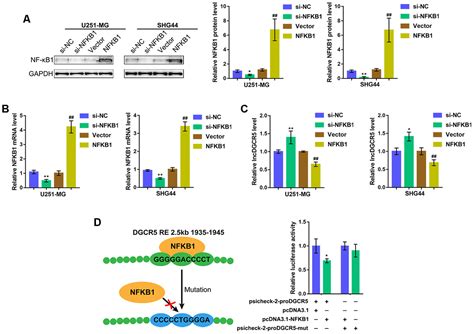 Lncrna Dgcr Plays A Tumor Suppressive Role In Glioma Via The Mir