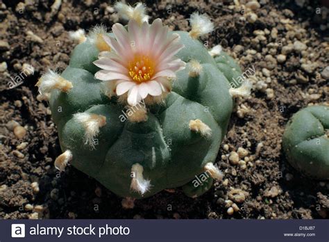If it's any plant that is capable of adapting to their environment, the cactus they've adapted to especially take advantage of the little rainfall in their natural habitat. Un peyote en flor. El cacto peyote (menor a la derecha ...