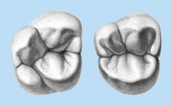 15: Molars | Pocket Dentistry