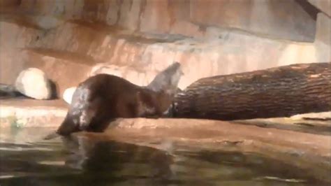 River Otters Fishing At Milwaukee County Zoo Youtube