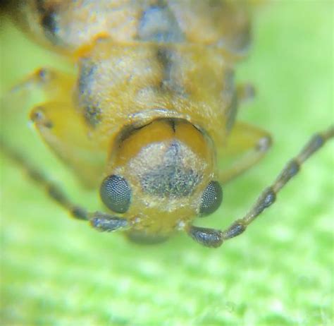 Chrysomelidae Pyrrhalta Viburni Skeletonizing Leaf Beetle Bugguide Net