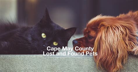 Cape May County NJ Lost and Found Pets