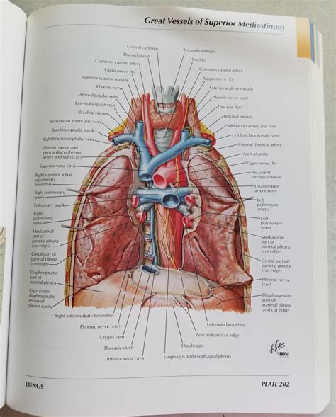 Lbumes Foto Atlas Of Human Anatomy And Surgery Cena Hermosa