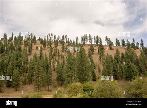 Views Of Montana Pine Trees Hills And Nature Are Incredibly Scenic