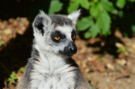 Katta graduated from the osmania medical college in 1979. Katta | Ein Katta im Affenwald Straußberg bei ...