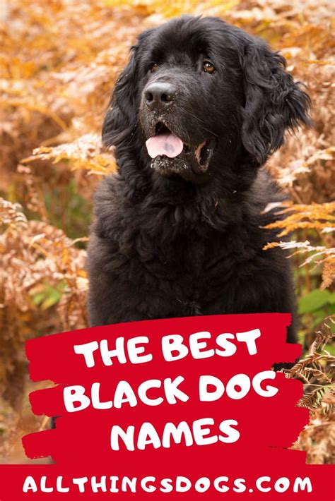 Best Black Dog Names Black Dog Names Dog Names Best Dog Names