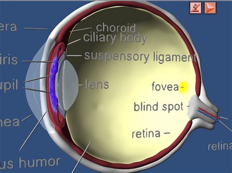 Choroid Function In Eye Map Of Body