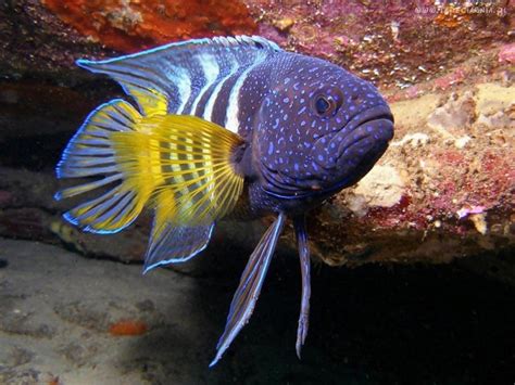 Pin By Elżbieta Lemiech On Ryby Fish Beautiful Sea Creatures