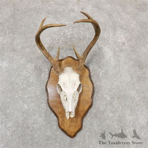 Whitetail Deer Skull European Mount For Sale 18957 The Taxidermy Store