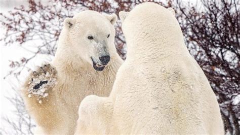 Polar Bear Kills Woman And Boy In Alaska Village Bbc News