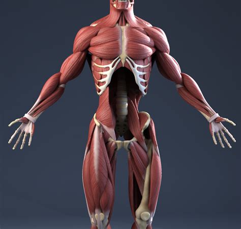 Anatomia 3d