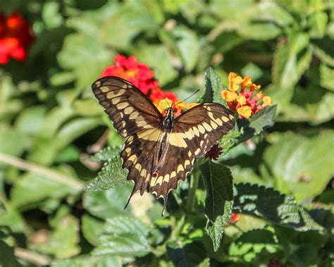 Arizona Butterflies And Moths Of North America