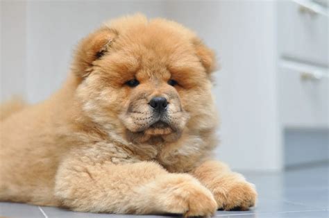 Chow Chow Dog Temperament Characteristics And Personality Perfect