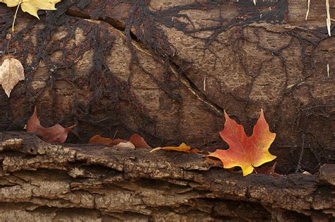 Turning Leaf Photograph By Ward Mcginnis Fine Art America