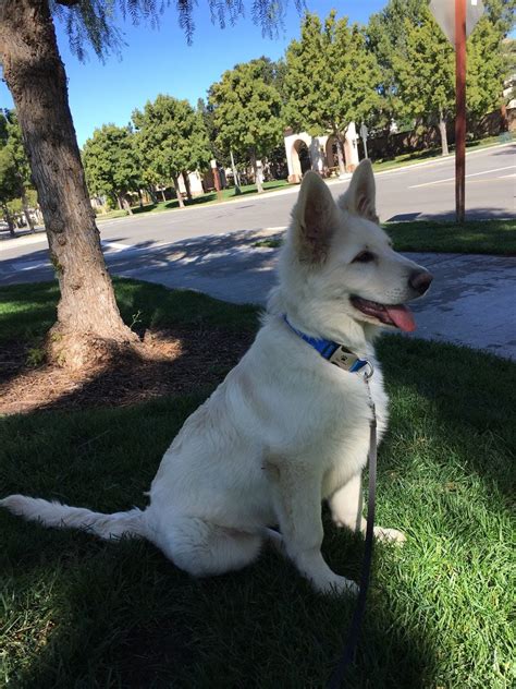 White German Shepherd Dog Names Popular Male And Female Names Wag