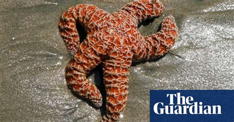 The Secret Life Of Starfish Oceans The Guardian