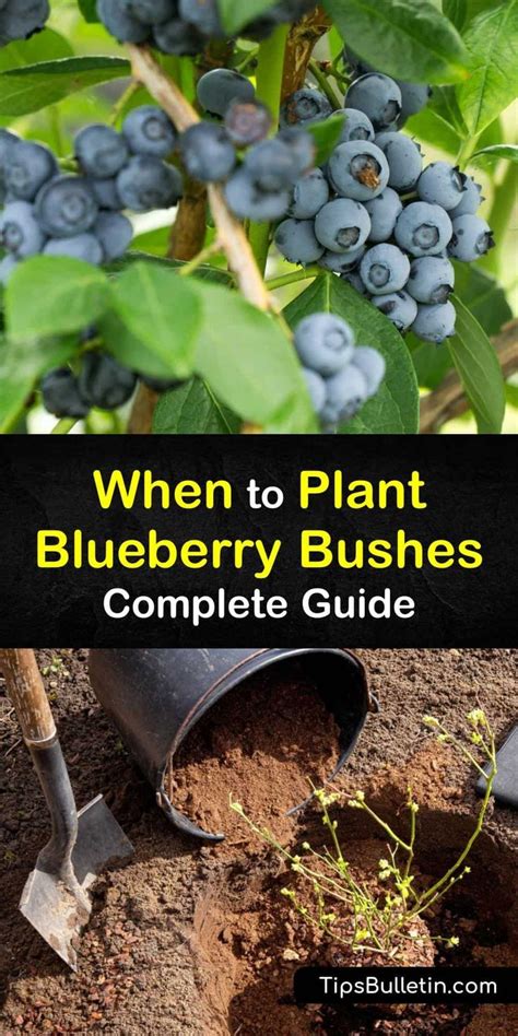 When To Plant Blueberry Bushes Complete Guide Blueberry Gardening