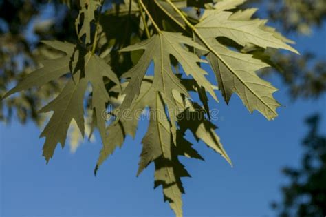 Green Maple Tree Branch In Summer Yard Stock Photo Image Of Growth
