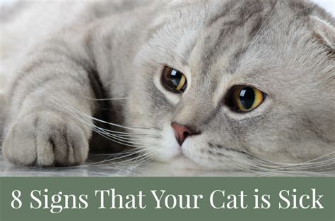 3 petcoach dog and cat symptom checker. 8 Signs That Your Cat is Sick | Pawsitively Pets