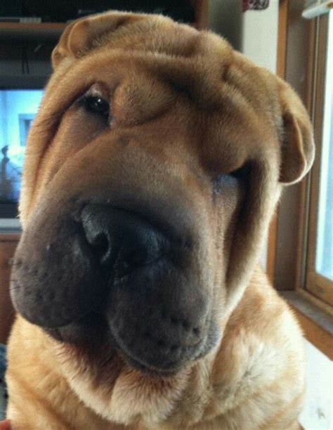 1247 Best Shar Pei Images On Pinterest Shar Pei Puppies And Doggies