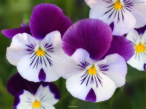 Wallpaper S For Mobile And Pc Beautiful Flowers Images For Mobile And Pc