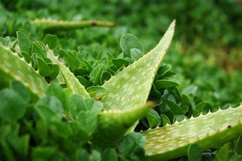 Modo De Usar El Aloe Vera Para Tratar La Rosácea En La Cara Growing