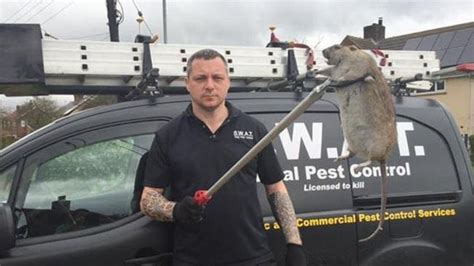 A Super Rat The Size Of A Small Child Has Been Captured In The Uk