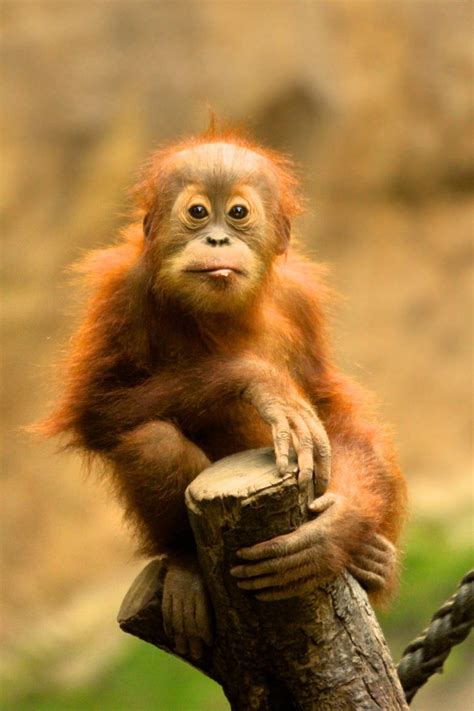 500px Monkey Portrait By Sven Schulze Orangutan