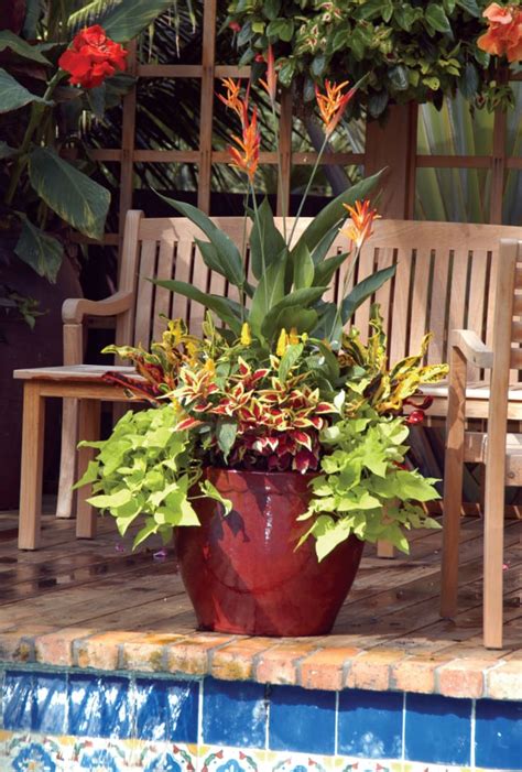 Container Gardens In The Palm Beach County Landscape
