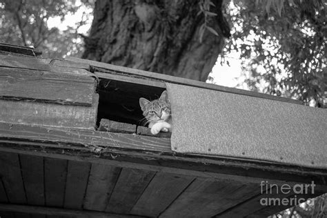 A Pussycat Observing Photograph By Bratislav Braca Stefanovic Fine