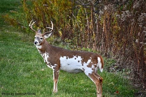 Would You Shoot A Rare Piebald Buck In Pennsylvania Outdoor News