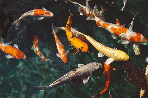 Koi Fishes Underwater Sea Life Swimming Large Group Of Animals Sea