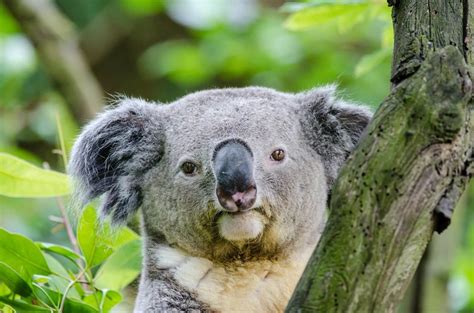 Wild Animals News And Facts By World Animal Foundation Koalas